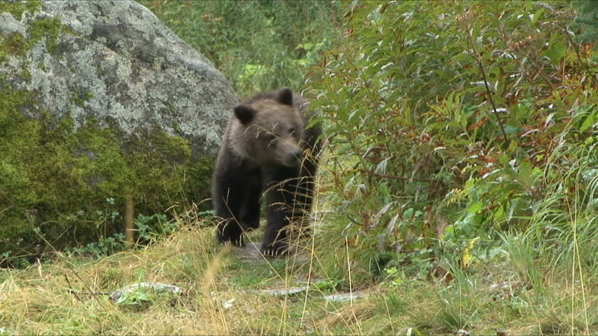 Brown Bear cubs and mother move by large rock at scenic Haines, Alaska. 