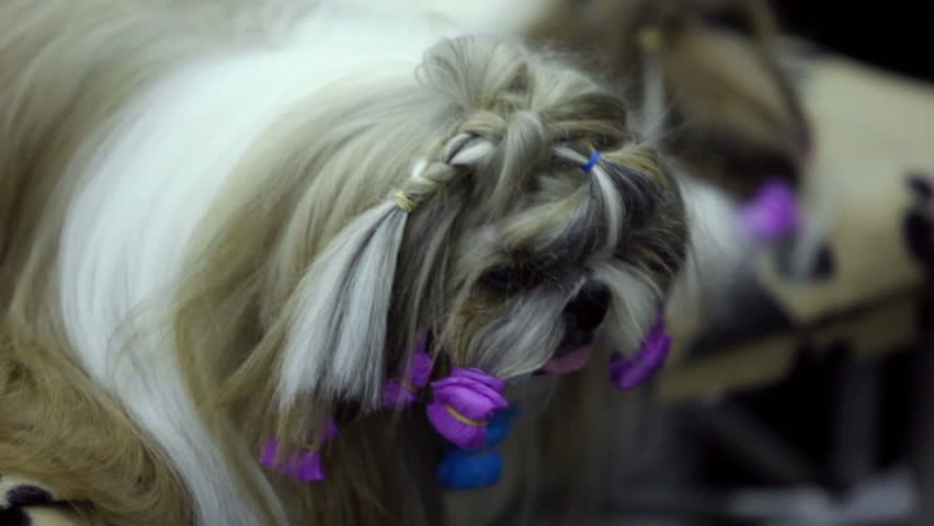 Little dog of shin tzu breed watch on comb, closeup view