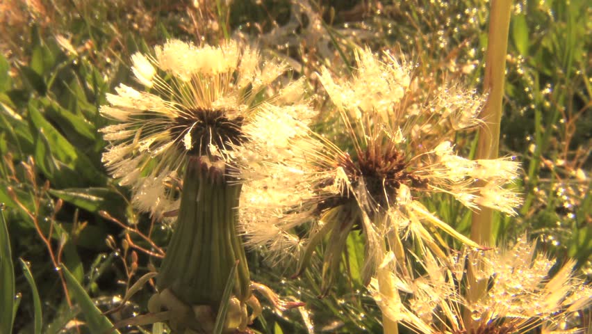 Dandelion puffs in seed with waterdrops