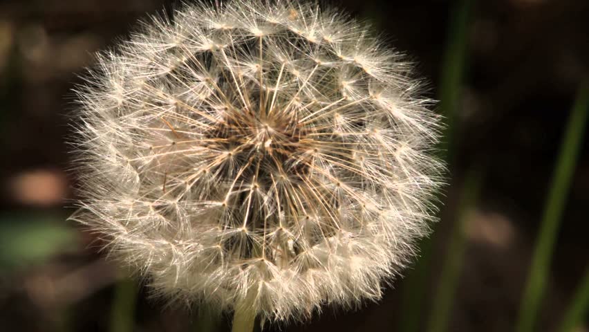 Dandelion in seed against a dark background