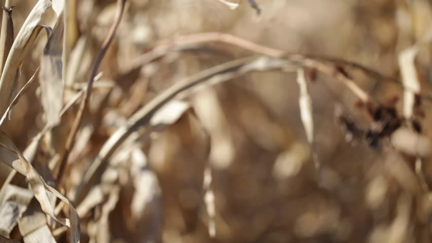 A close-up of straws moving downwards