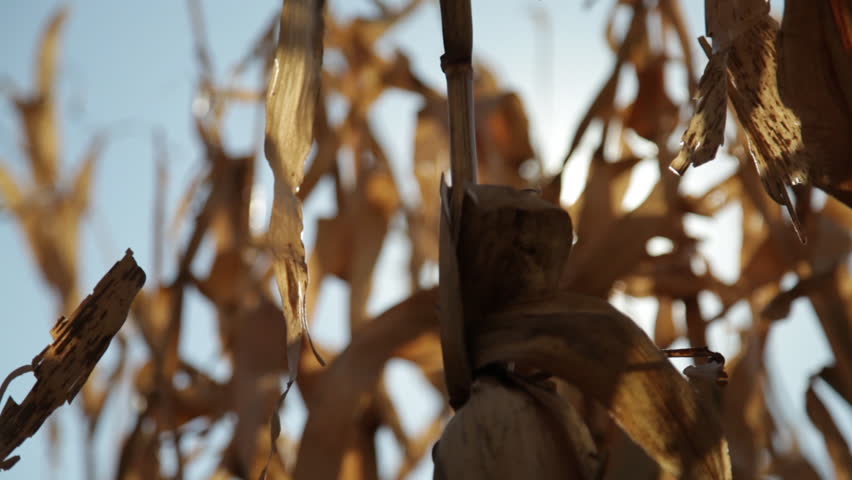 The sun peeks through the golden straws