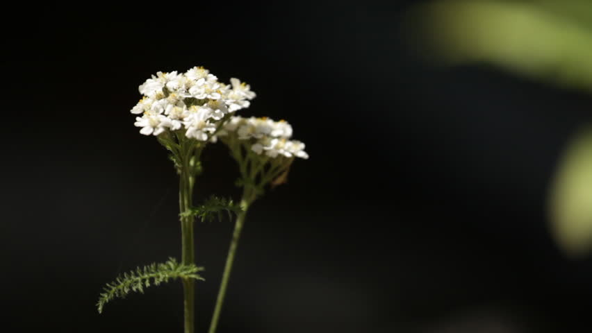 Close up of white flowers with water running behind