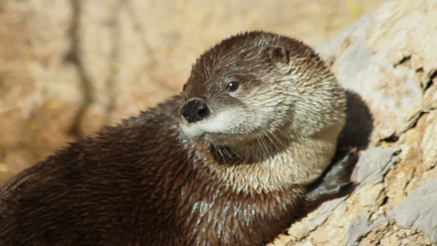 Otter rubs face on webbed feet, then, nibbles, scratches, yawns. 1080p