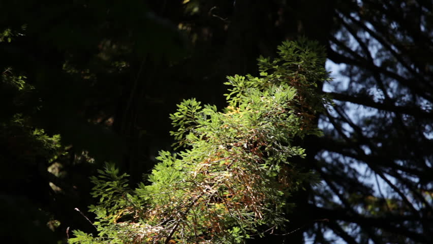Small Evergreen Tree
