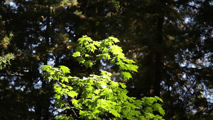 Sunlit Oak