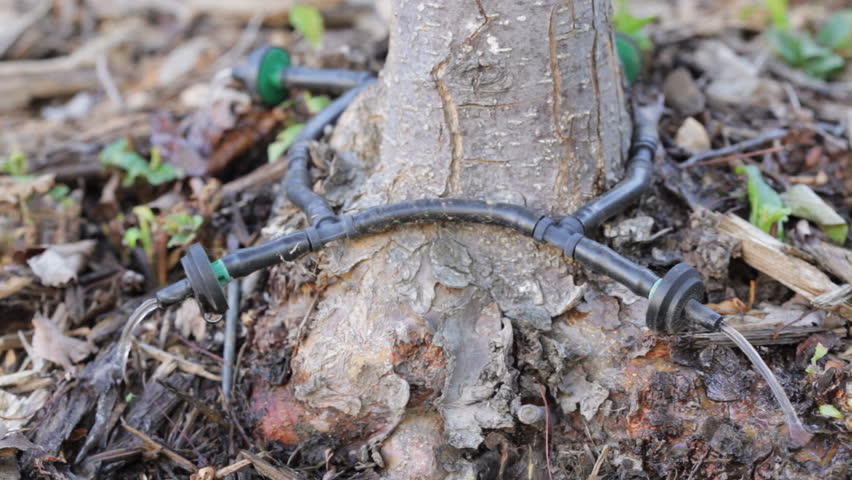 3 emitters from a drip watering system dripping water around the base of a tree trunk.