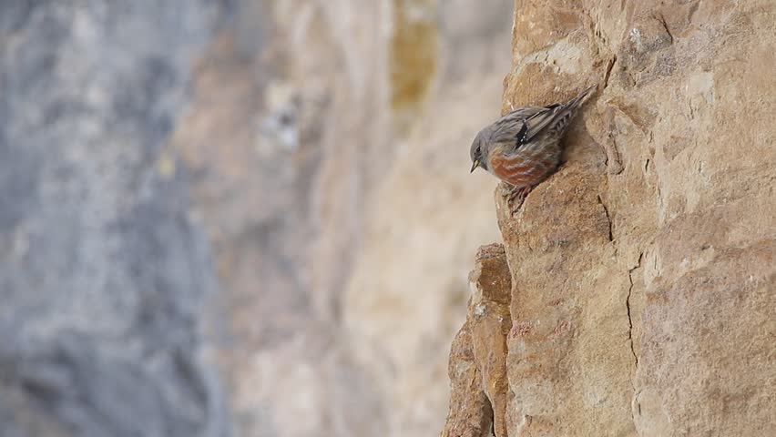 Header of Alpine accentor