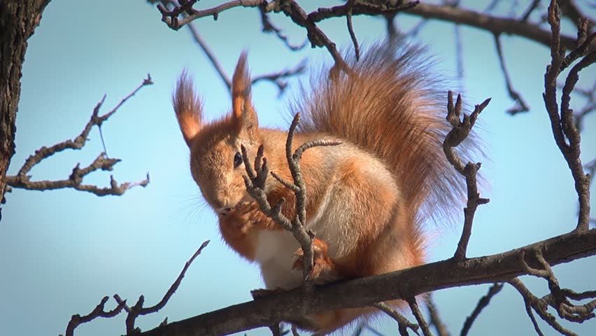 Cute squirrel sitting on branch and washing up, HD