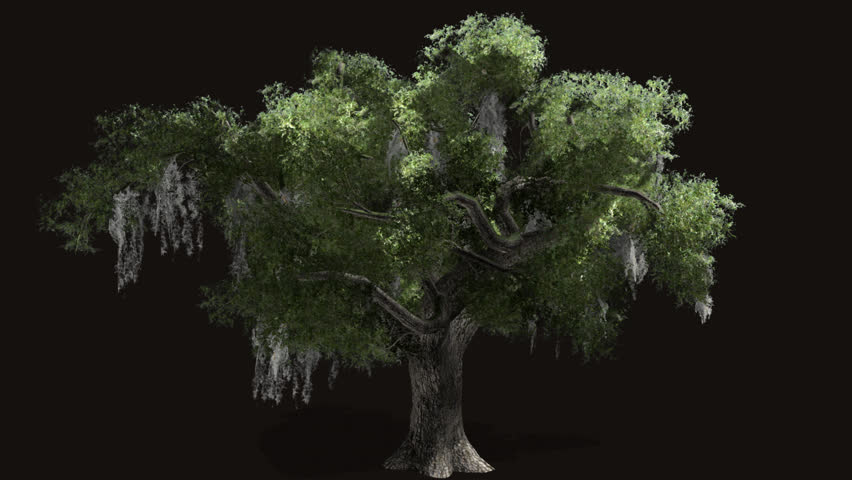 oak tree with alpha