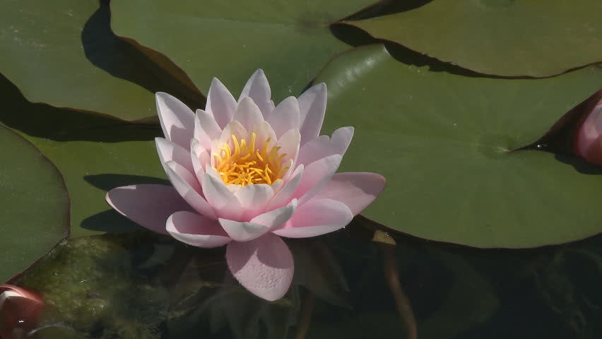 Beautiful Pink water lily bud details