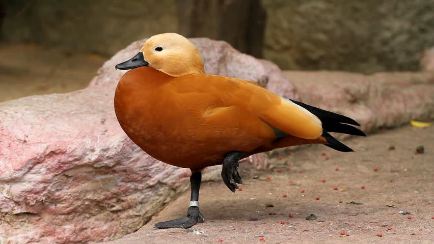 orange shelduck stand with one feet to balance body.