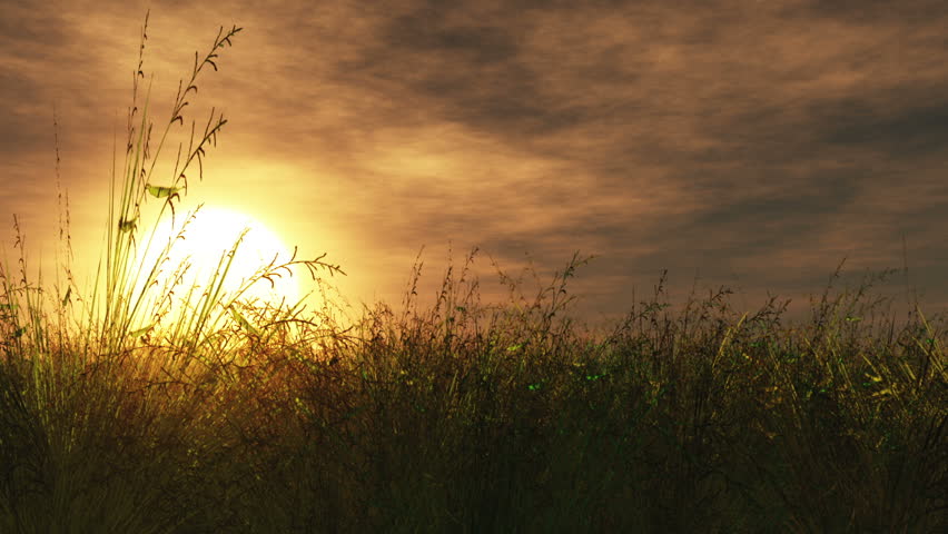 Sunset / Sunrise Meadow 3D render