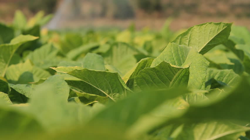 Tobacco farm.