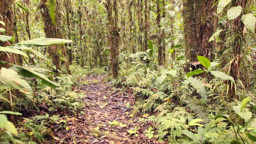 Walking through cloudforest on the highest point of the Coastal Range in Western Ecuador