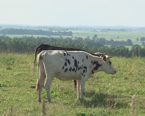 Cows graze in pasture meadow and landscape of agricultural meadow field
