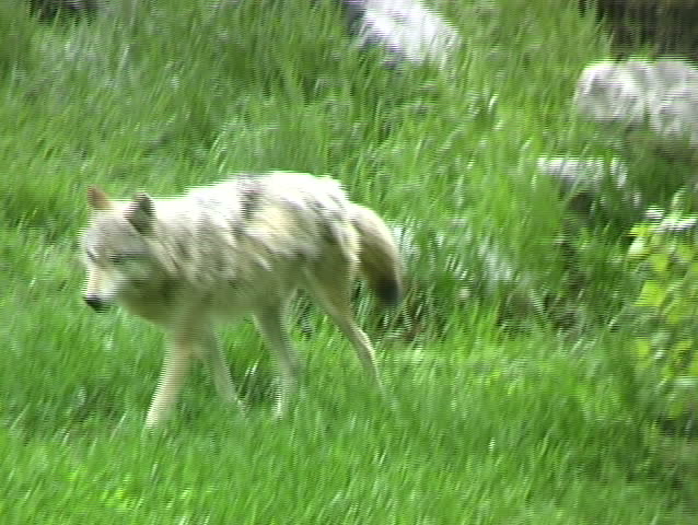 Wolves