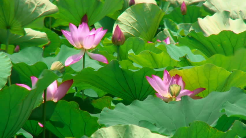 Pink lotuses in gentle wind 