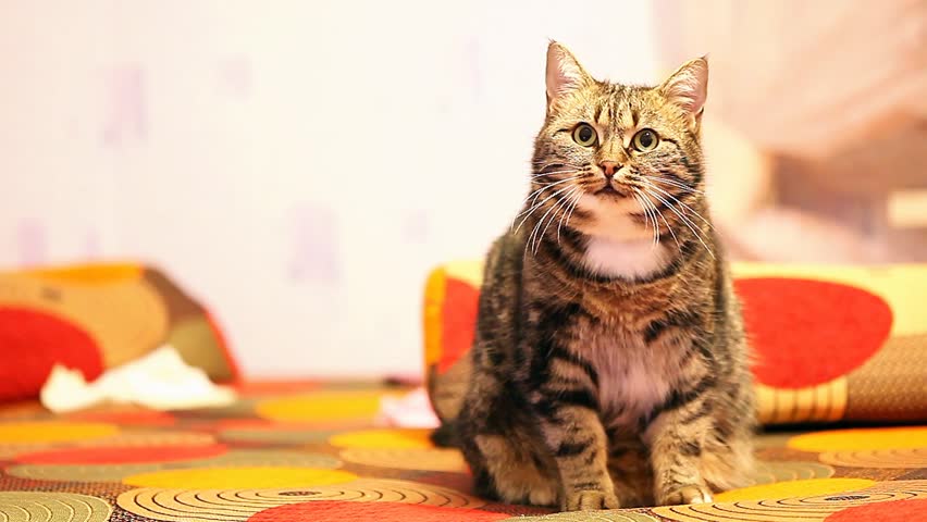 beautiful European cat sitting on the bed and clean