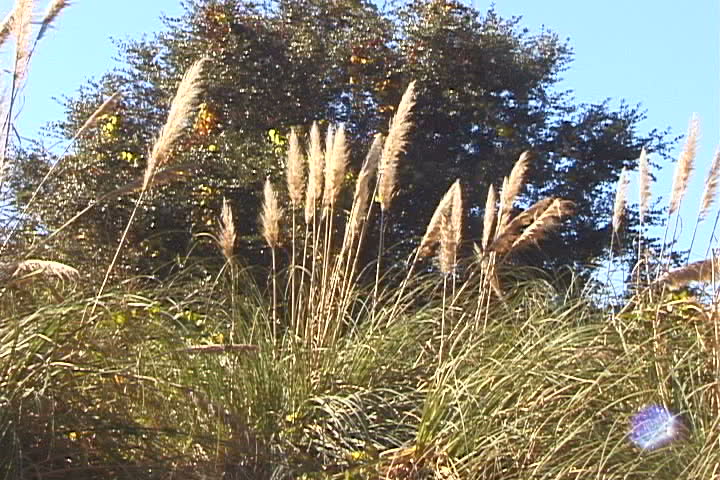 Sawgrass