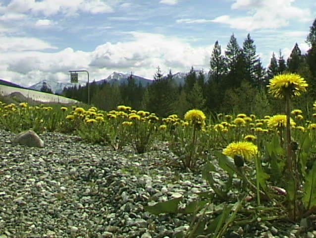 Roadside Dandelions
