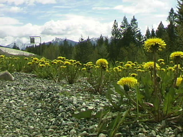 Roadside Dandelions 2