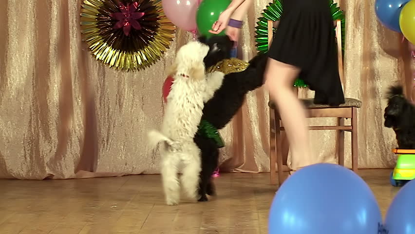 performance of trained circus dogs