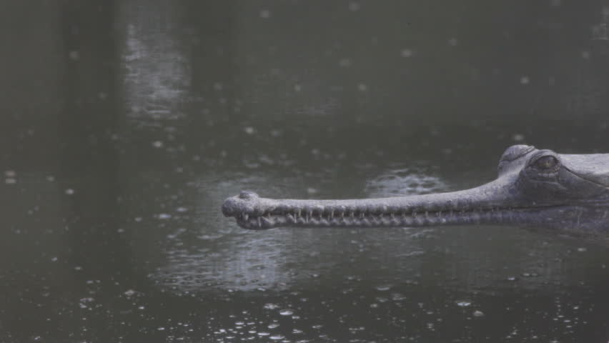 Gharial