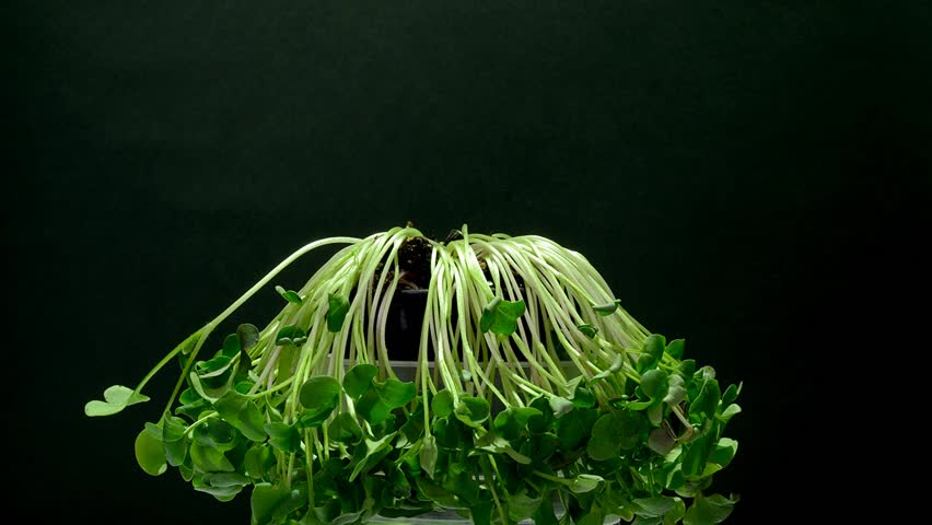 Growth and recovery after dehydration of Japanese radish seedlings