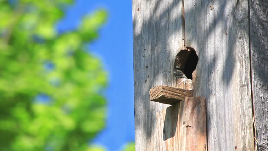 starling feed his nestling