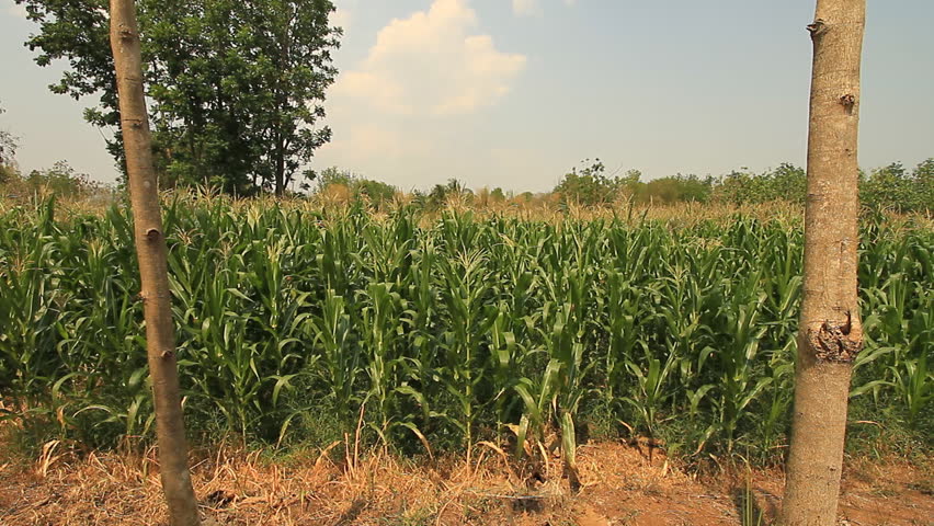 Dolly shot :  Corn farm.