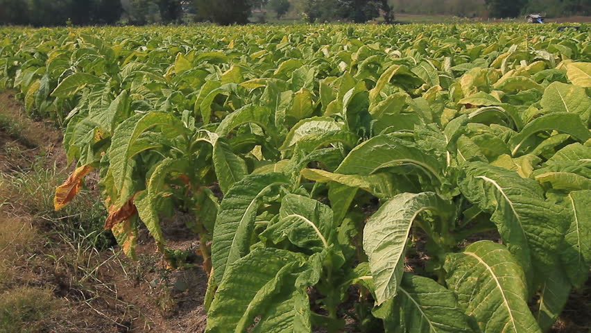 Tobacco farm.