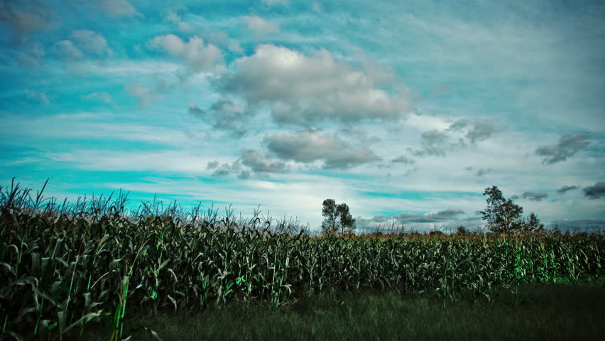 Time lapse in a Corn Field just a bit before the sunset.
