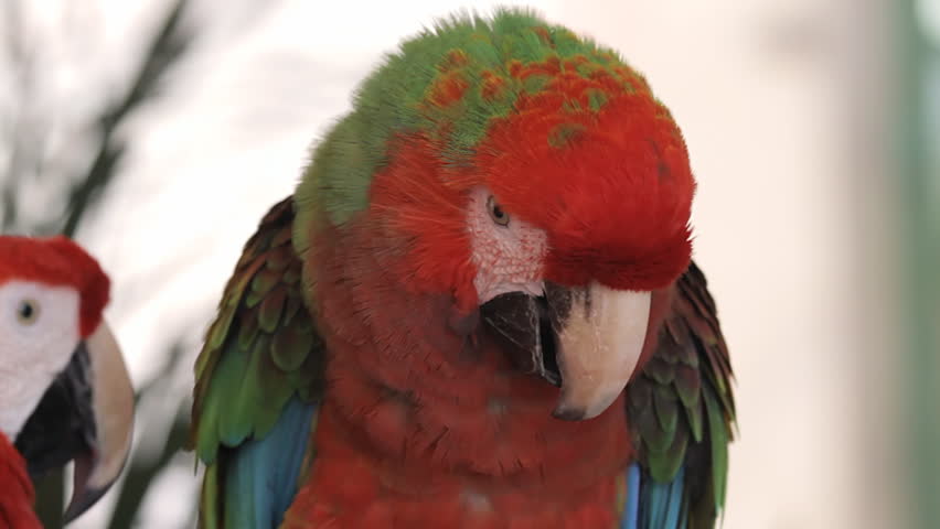 Macaws Grooming Couple. A Scarlet macaw grooms her mate a hybrid species to clean parasites of the neck.