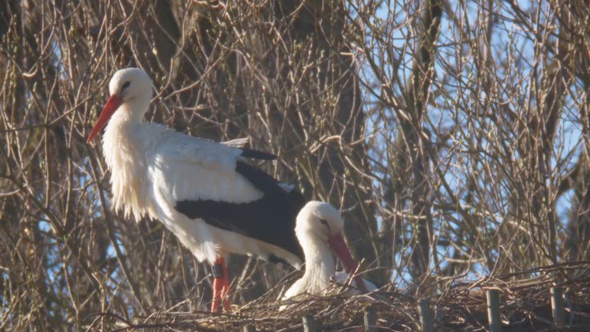 Stork