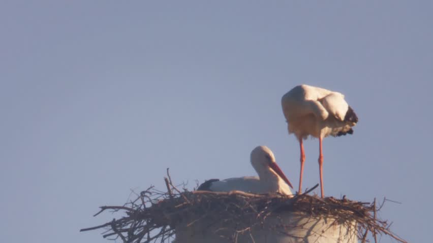 Stork