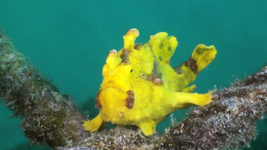 Yellow Commerson's frogfish sitting on immersed reinforcement rods