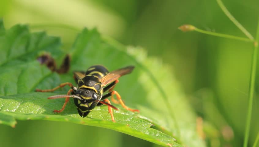 A wasp rests on a leaf