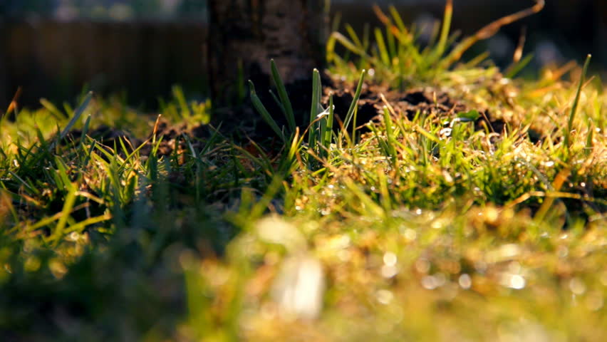 First spring snowdrops from fresh soil. Sunny day. EOS550D. HD1080p. Dolly shoot. 