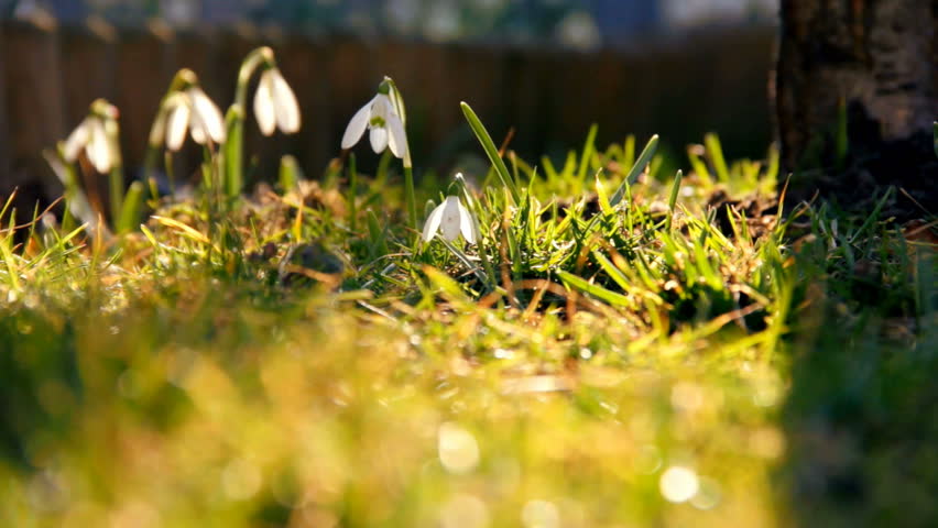 First spring snowdrops from fresh soil. Sunny day. EOS550D. HD1080p. Dolly shoot. 