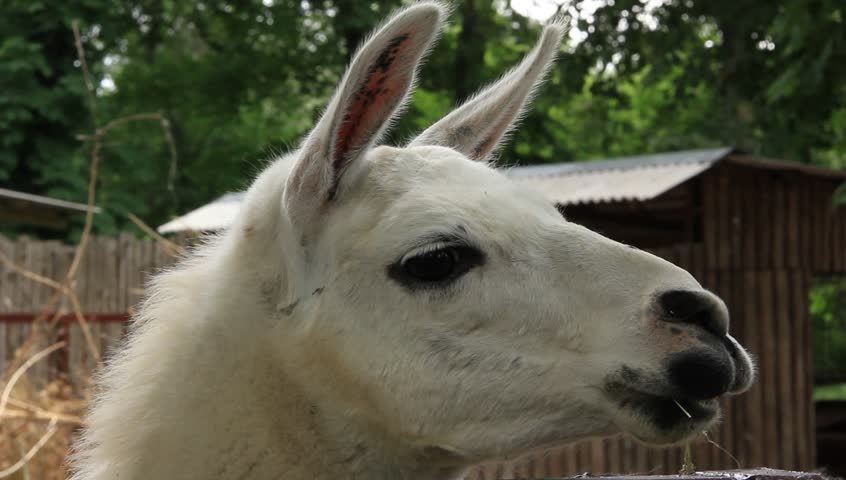 Close up of a llama