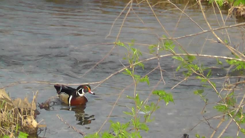 A drake wood duck in his spectacular spring plumage keeps a close watch on his mate as she nibbles on early spring shoots.