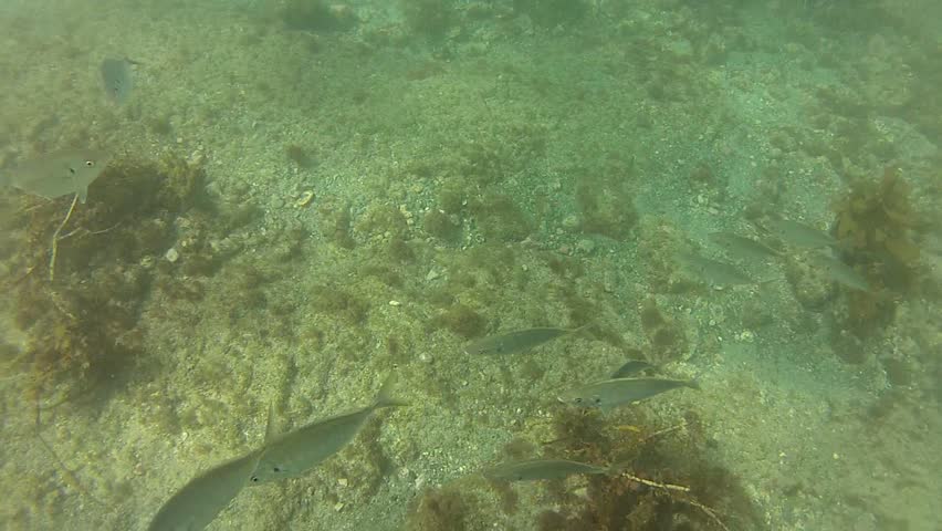 Several fish species at marine reserve Goat Island in New Zealand