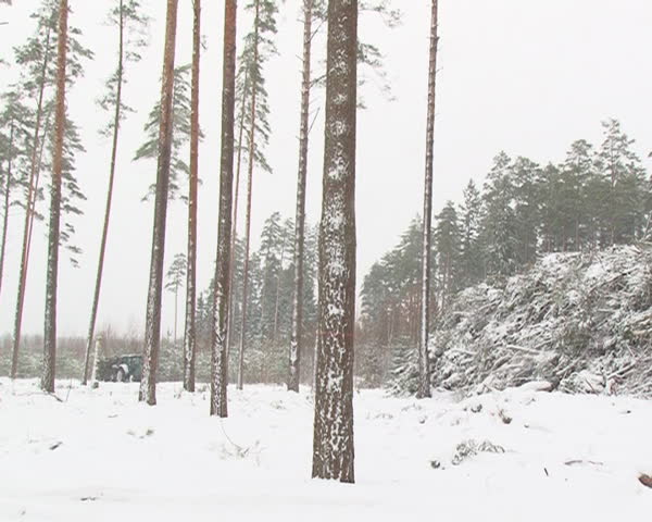 tractor carry trailer loaded with christmas fir tree branches. snowy forest manage in winter