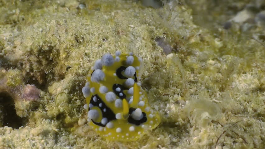 Nudibranch (Phyllidia ocellata) crawling along sandy bottom