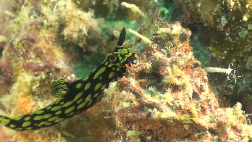 Nembrotha cristata crawling along the bottom