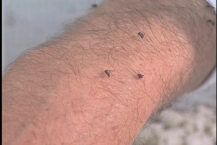 Mosquitoes biting arm.