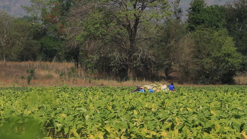 Phetchabun, Thailand - March 20,2012: Farmers harvest from tobacco, to be emptied and dried further:March 20, 2012, Phetchabun, Thailand.