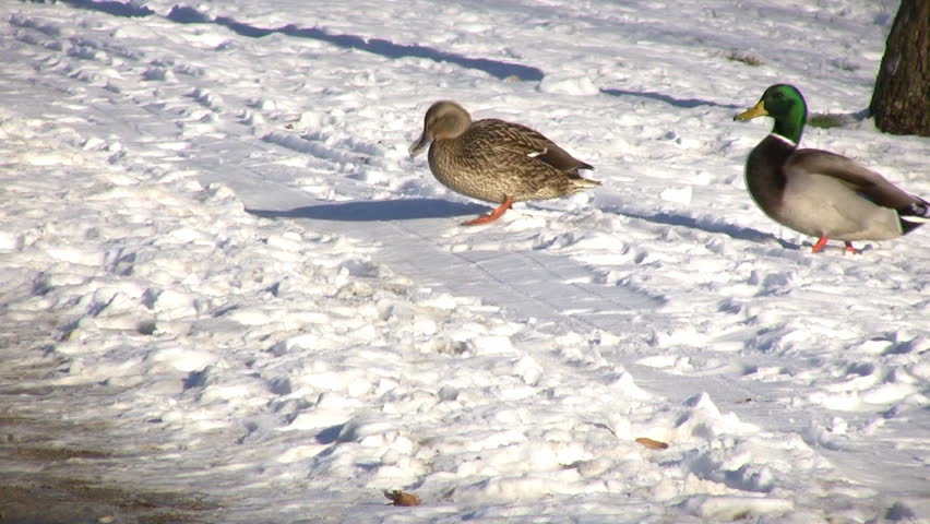 A male duck is following a female duck.  Ducks slowly walk through the snow and then cross over a dirt trail. (High Definition)
