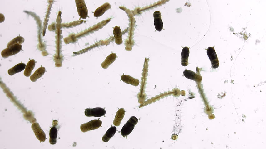 Mosquito Larva Close Up (HD). Mosquito larva and pupa seen from above while swimming. Shot with 10x Macro lens. Varieties of Aedes tree bark mosquito which transmits dengue fever virus.